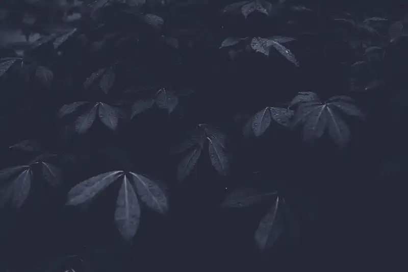 leaves_with_droplets