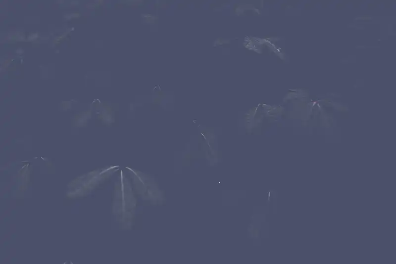 leaves_with_droplets