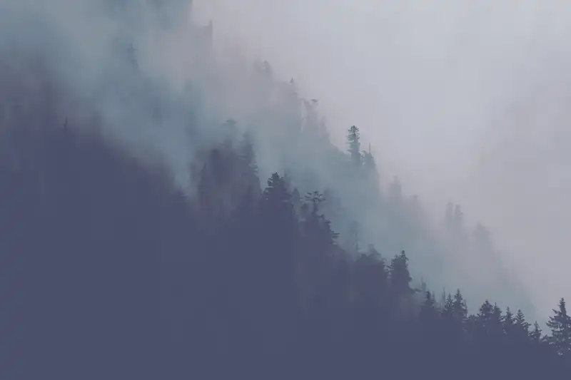 trees_mountain_fog_1