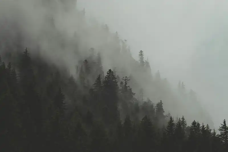 trees_mountain_fog_1