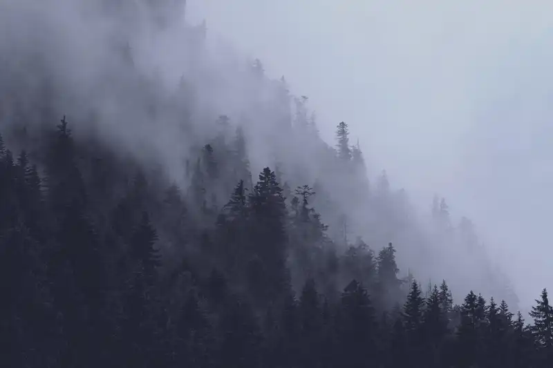 trees_mountain_fog_1