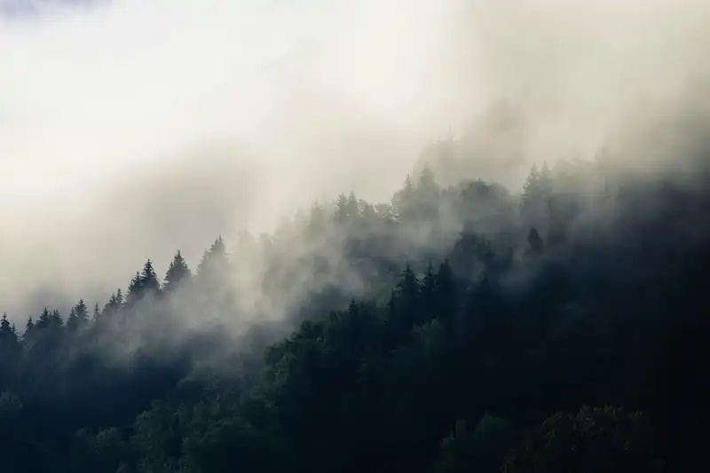 trees_mountain_fog_2