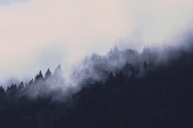 trees_mountain_fog_2