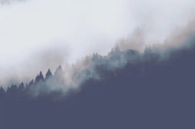 trees_mountain_fog_2