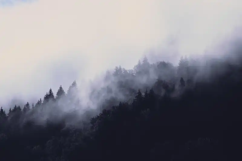 trees_mountain_fog_2