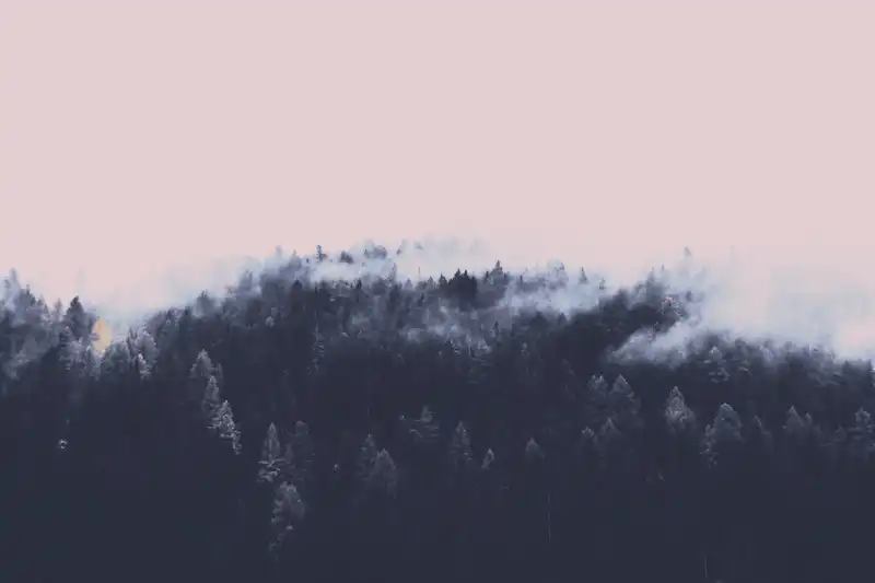 trees_mountain_fog_3
