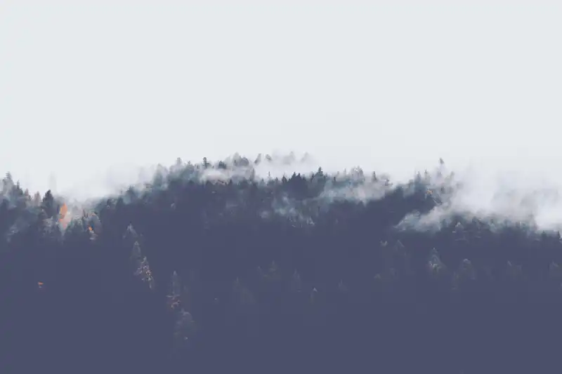 trees_mountain_fog_3