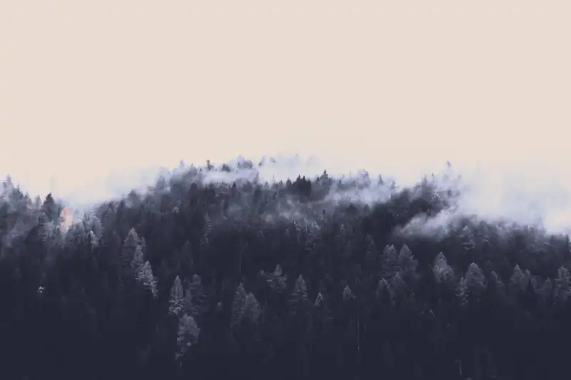 trees_mountain_fog_3