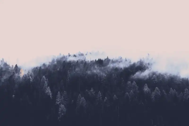 trees_mountain_fog_3
