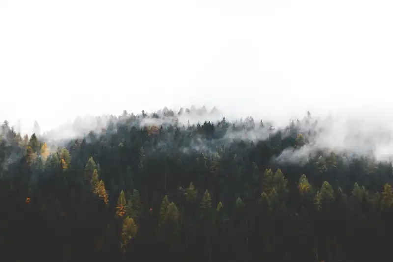 trees_mountain_fog_3